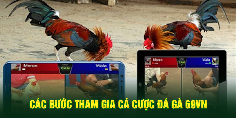 Đá Gà 7 Các bước tham gia cá cược đá gà 69VN