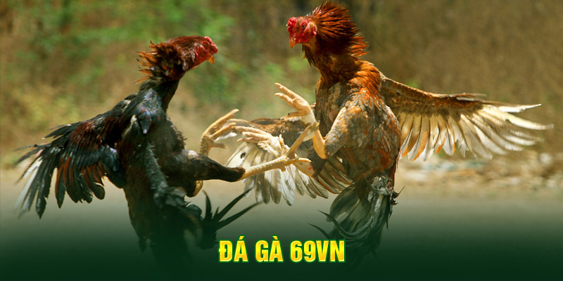 Đá Gà 5 Giới thiệu sảnh đá gà 69VN