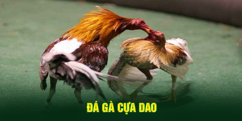 Đá Gà 6 Đá gà cựa dao