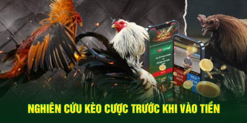 Đá Gà 8 Nghiên cứu kèo cược trước khi vào tiền