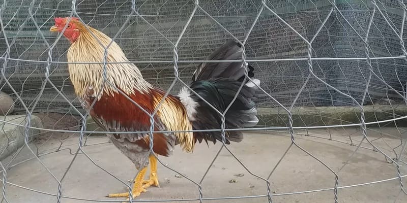 Thuật Ngữ Đá Gà - Thông Tin Phổ Biến Cho Người Mới 5 Dầm cán chỉ phương pháp chăm sóc chiến kê