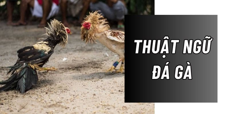 Thuật Ngữ Đá Gà - Thông Tin Phổ Biến Cho Người Mới 3 Thuật ngữ đá gà được sử dụng trong thi đấu