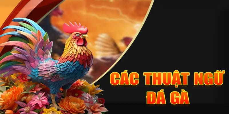 Thuật Ngữ Đá Gà - Thông Tin Phổ Biến Cho Người Mới 4 Khái niệm về dụng cụ nuôi gà