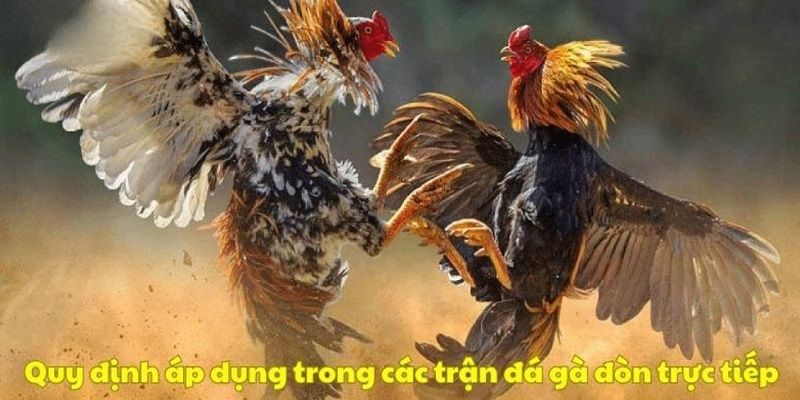 Đá Gà Đòn Trực Tiếp Kịch Tính Từng Phút Giây 3 Cách tham gia đá gà đòn trực tiếp như thế nào?