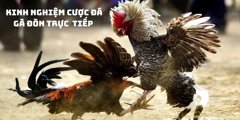 Đá Gà Đòn Trực Tiếp Kịch Tính Từng Phút Giây 4 Kinh nghiệm cá cược đá gà đòn trực tiếp